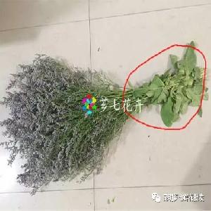 為什么我們要的一公斤情人草，到貨后一稱都只有7到9公兩？,薌七鮮花批發網